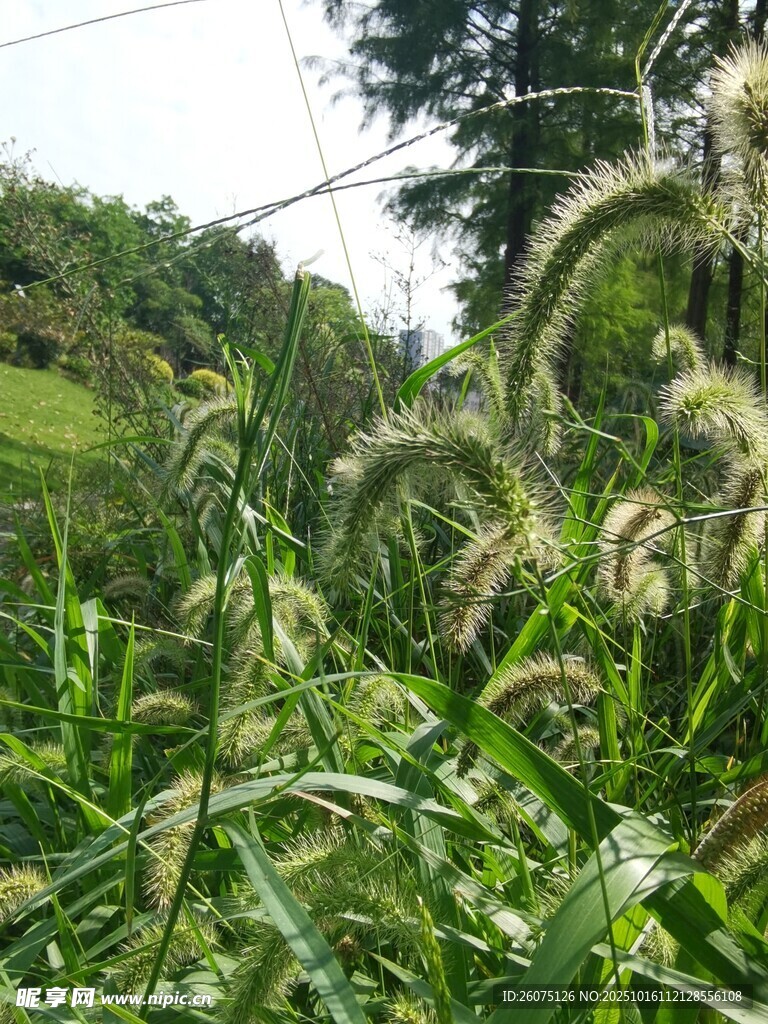 田野中的茂盛绿色植物