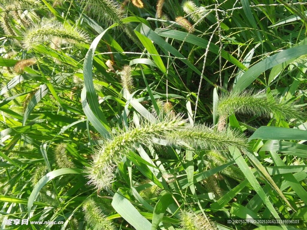 翠绿狗尾草特写