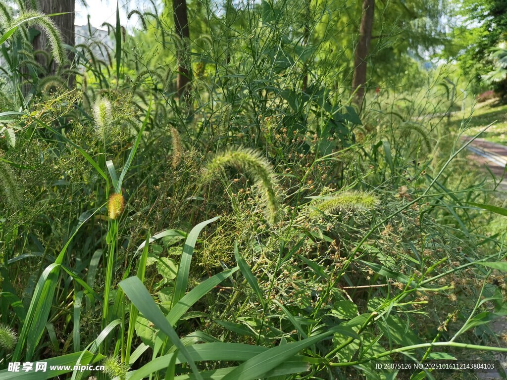 野外繁茂的绿色植物小径