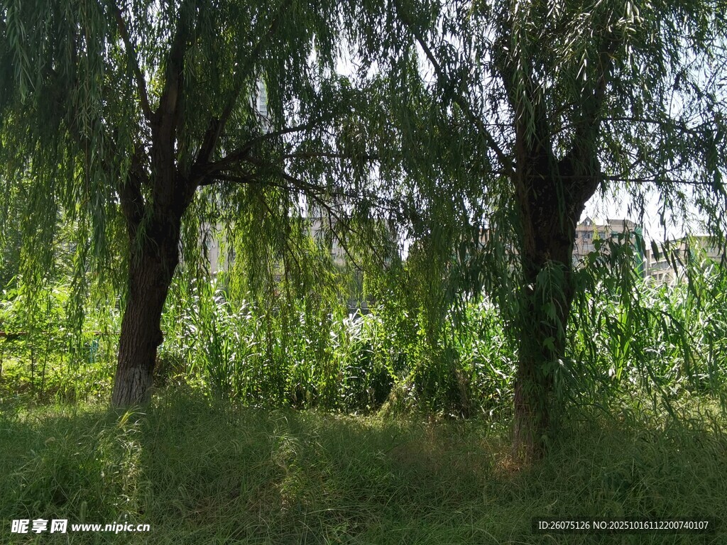 夏日葱郁树林景色