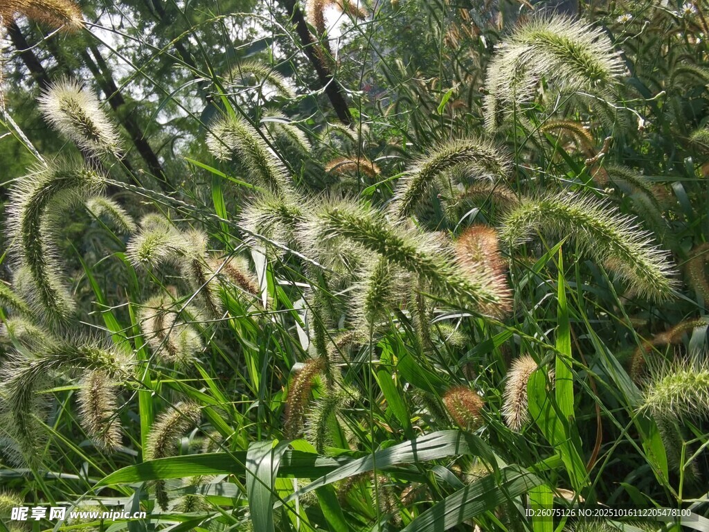 狗尾草特写