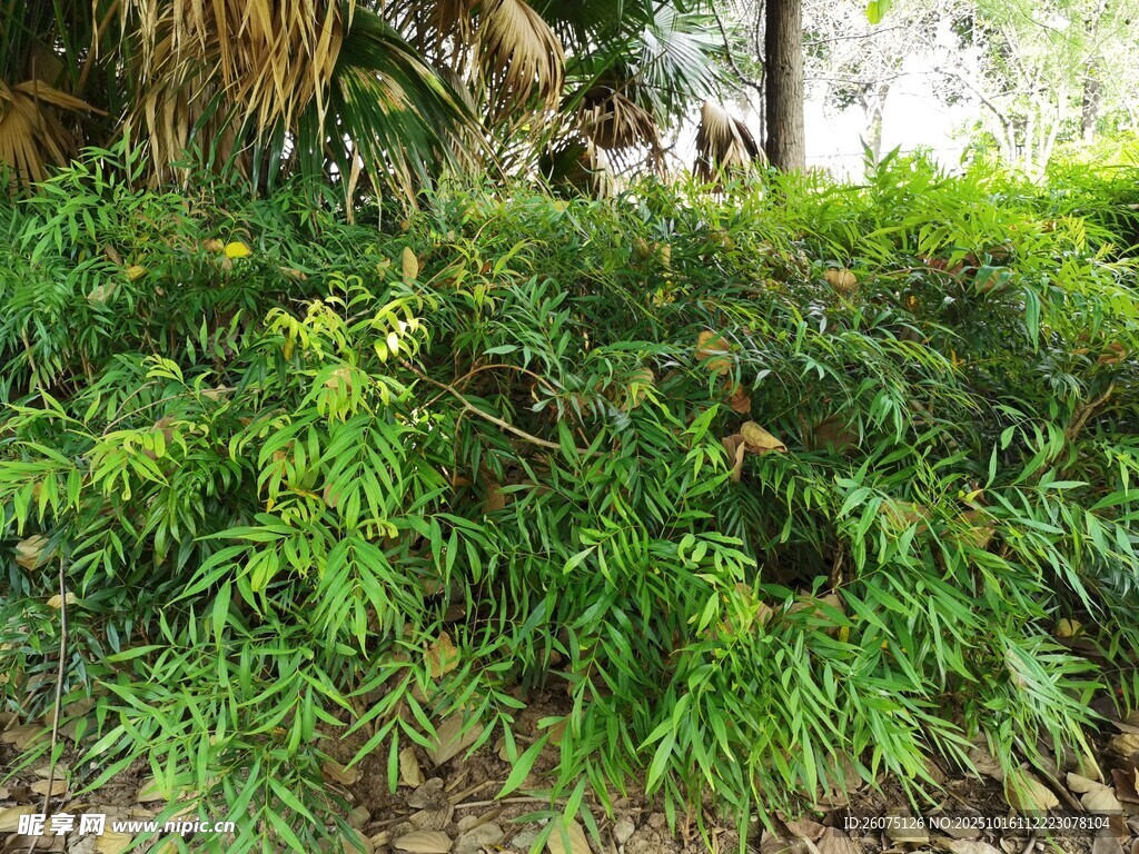 翠绿繁茂的户外植物景观