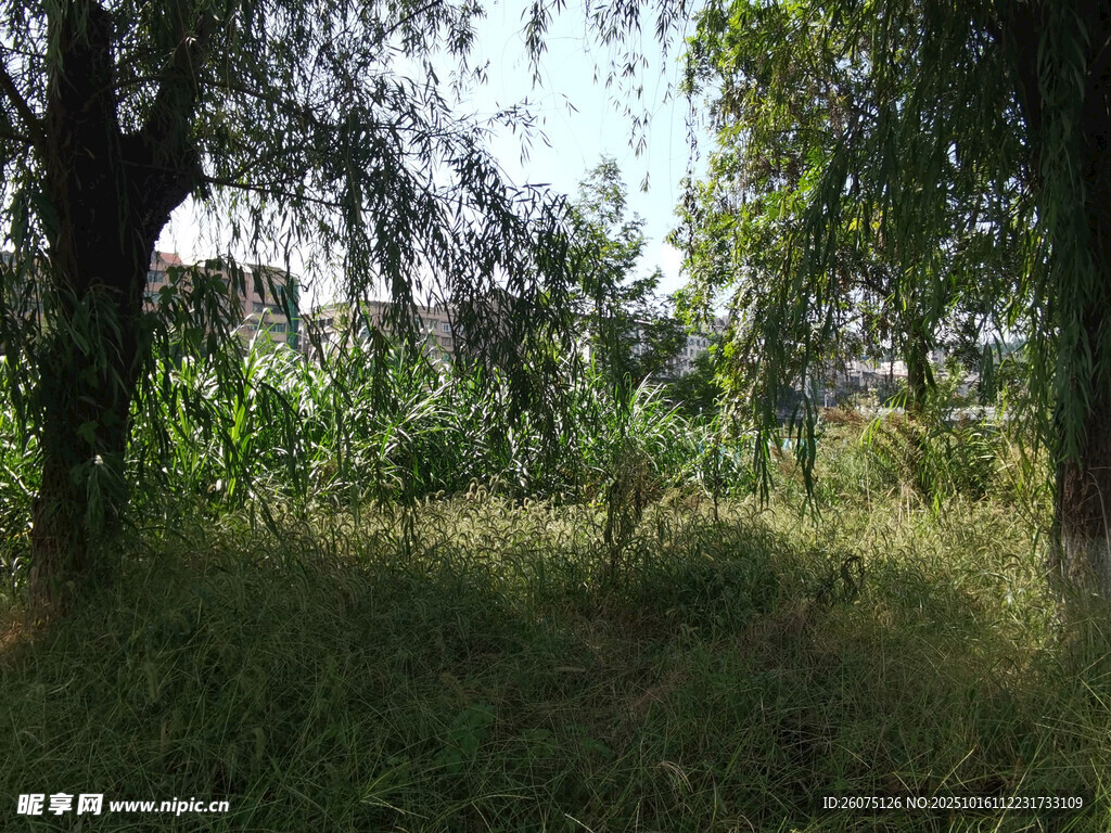 林间草地自然风景图