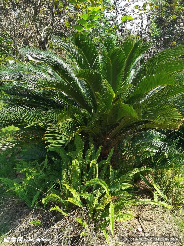户外铁树与绿植景观