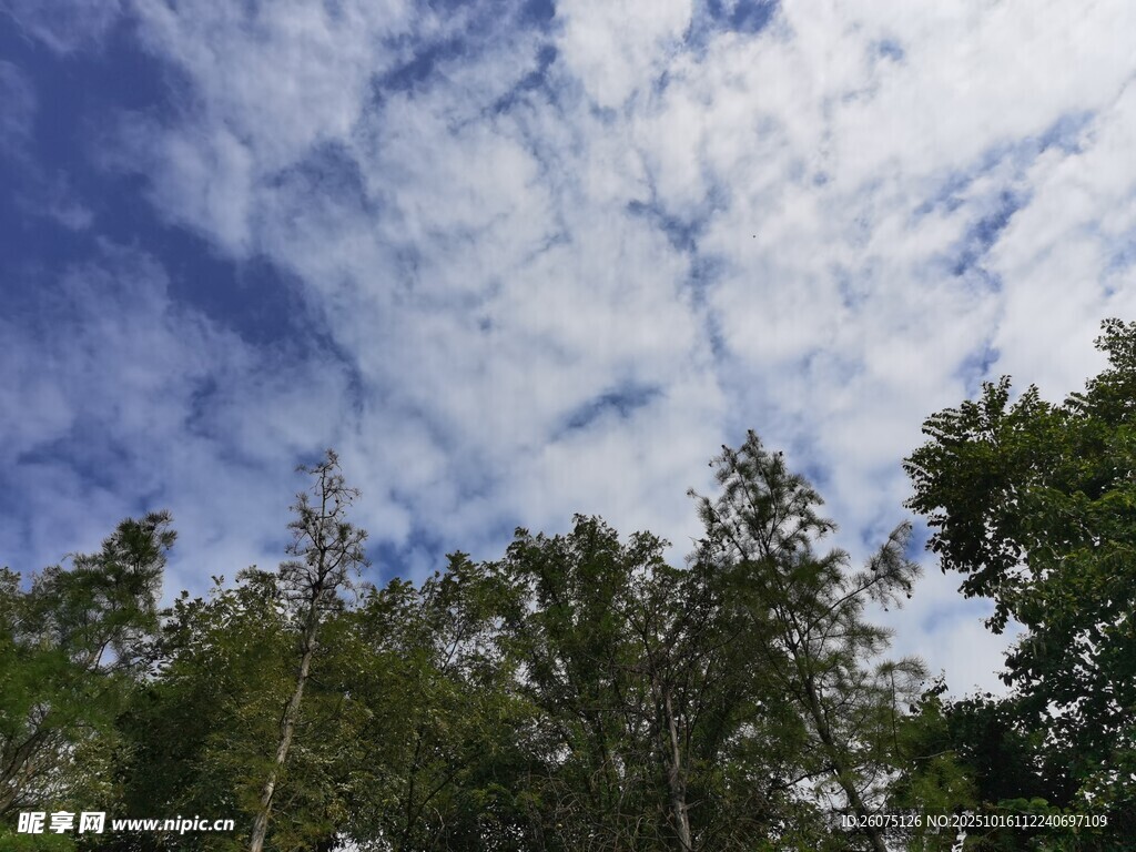 蓝天绿树间的美丽景致