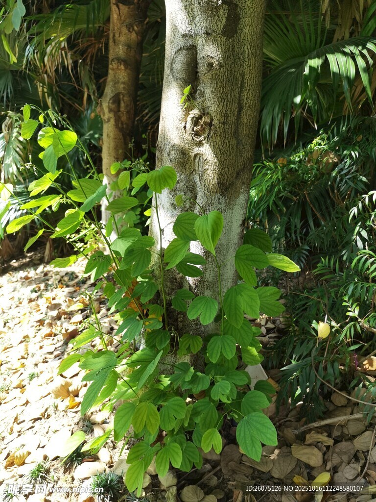 林间树干旁的翠绿植物