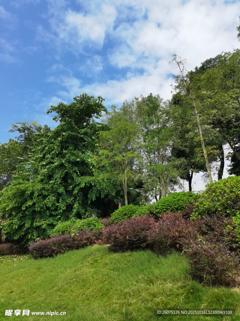 户外绿意盎然的自然景致