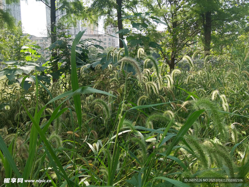野外繁茂绿植景观