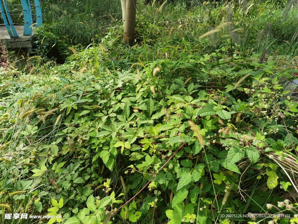 繁茂绿植自然绿意盎然