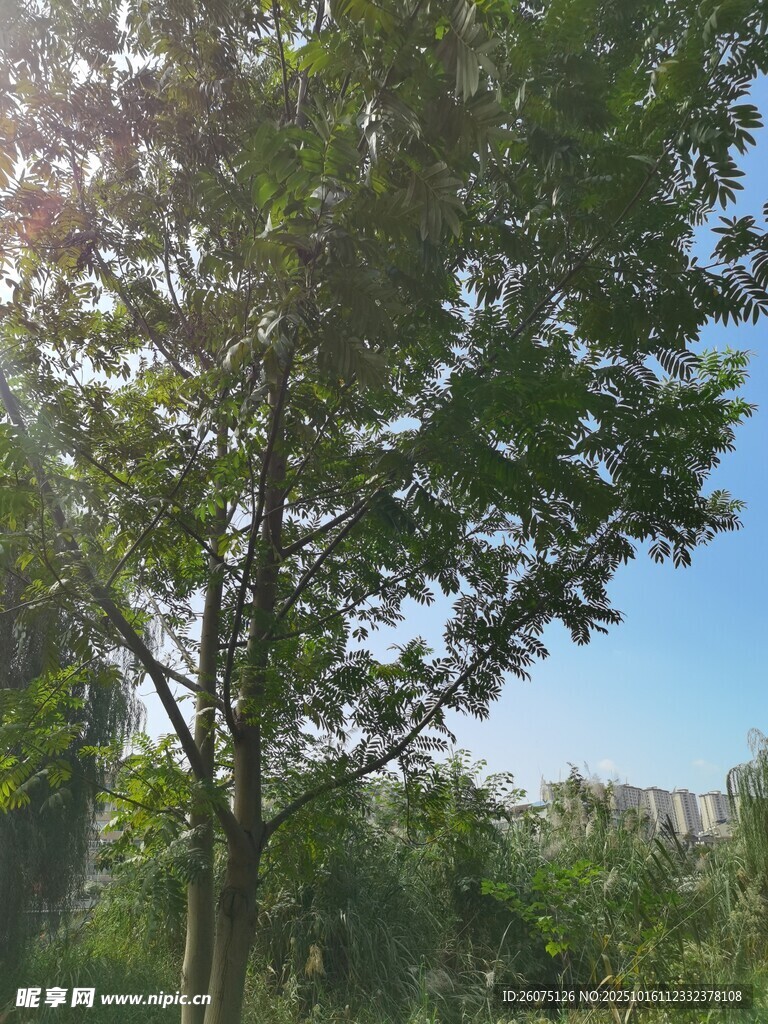阳光下的绿树
