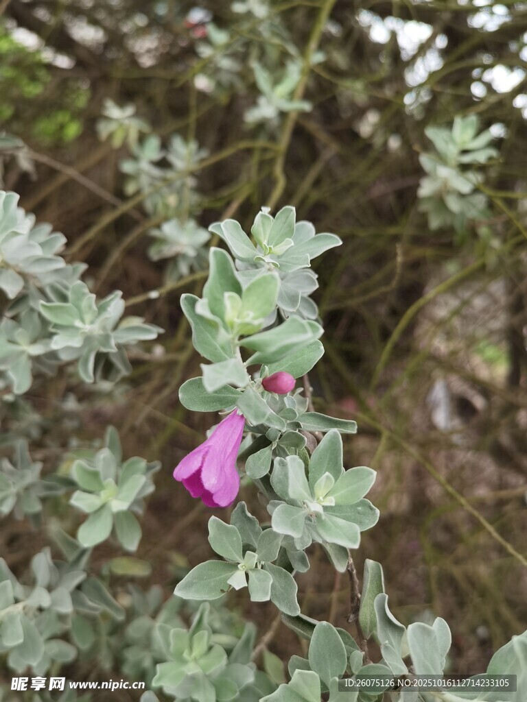 枝头绽放的粉紫色小花