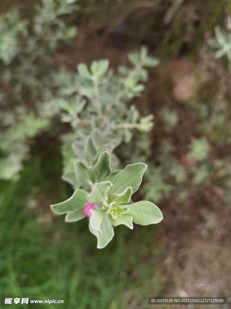 绿叶间的粉嫩小花