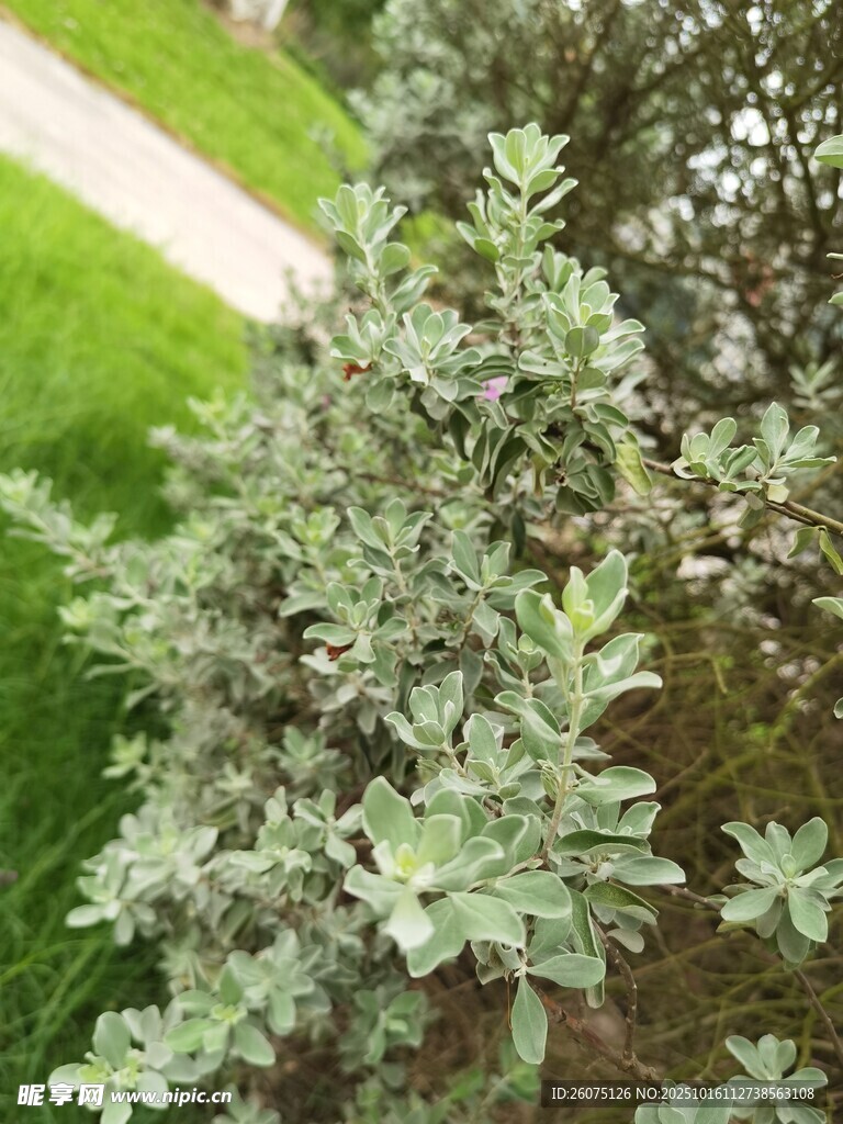 银叶植物特写