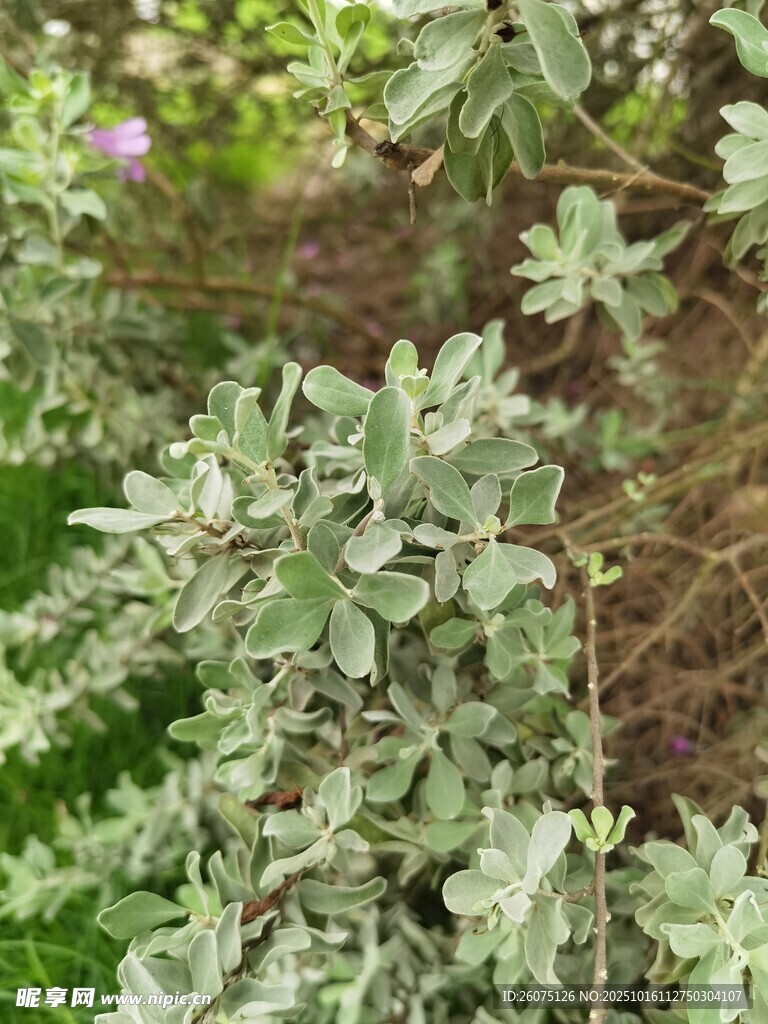 银叶植物特写