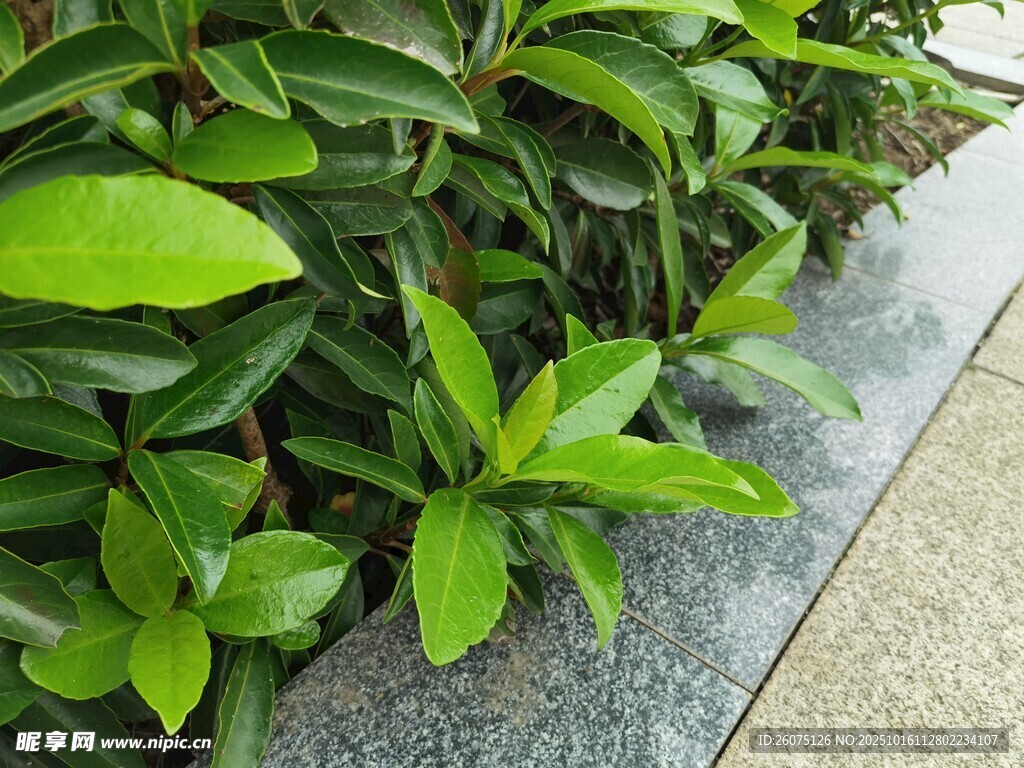 路边翠绿繁茂的植物