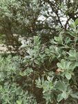 繁茂绿植景观