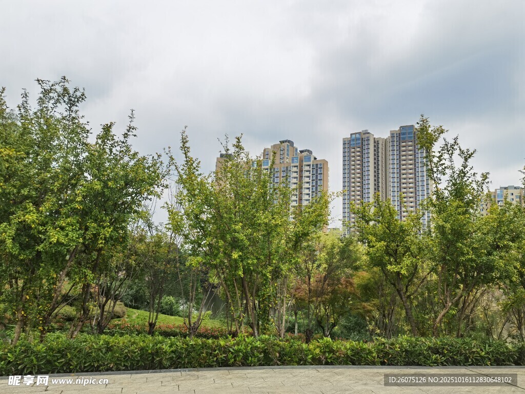 城市绿植与高楼景观