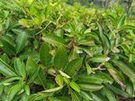 翠绿繁茂的植物叶片