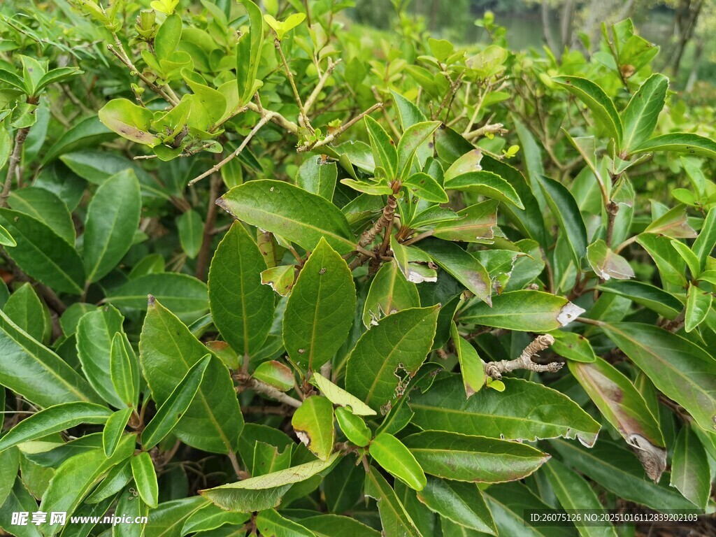翠绿繁茂的植物叶片