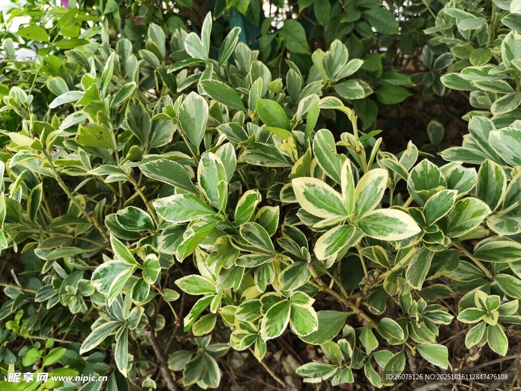 绿叶植物特写