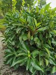 绿叶繁茂的植物景观