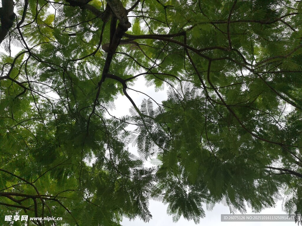 仰视繁茂枝叶
