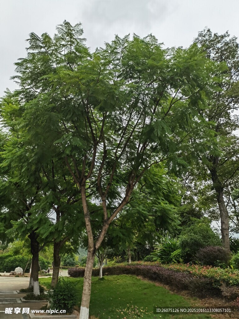 绿树成荫的公园景致