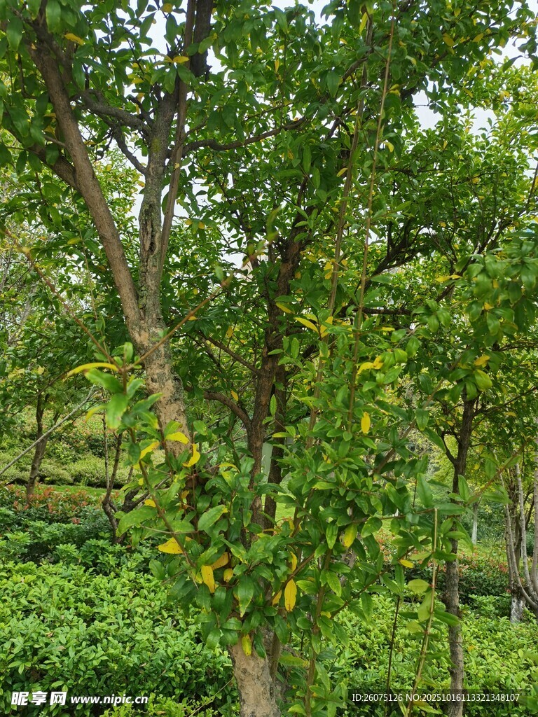 茶园中的绿树与果实