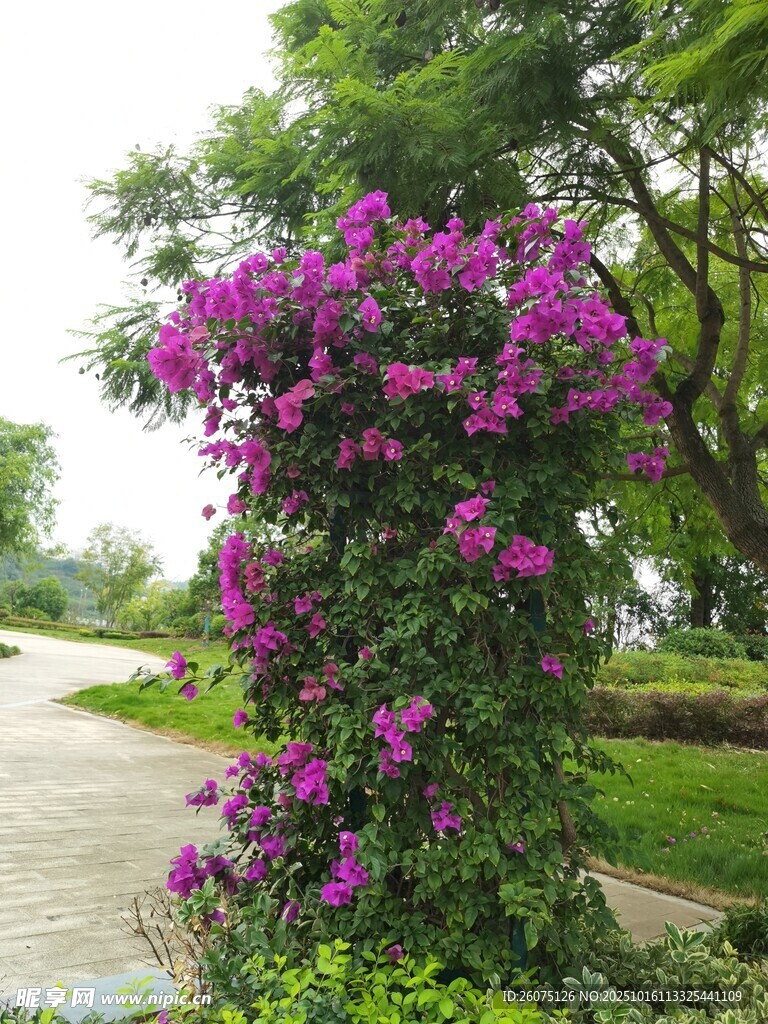 繁花攀树的美丽景致