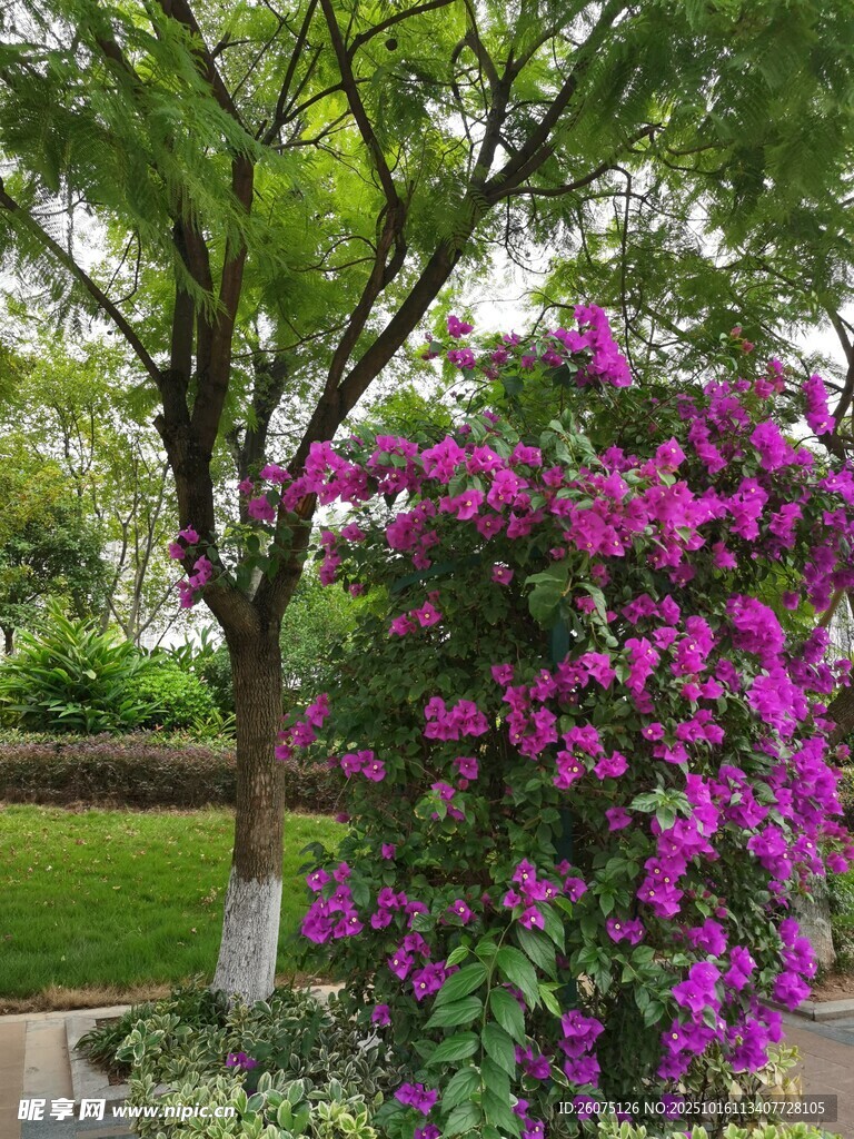 繁花绿树装点的美丽景致