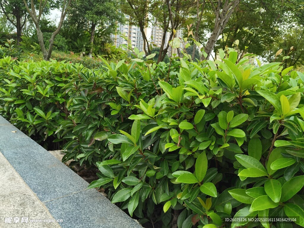 路边翠绿繁茂的灌木丛