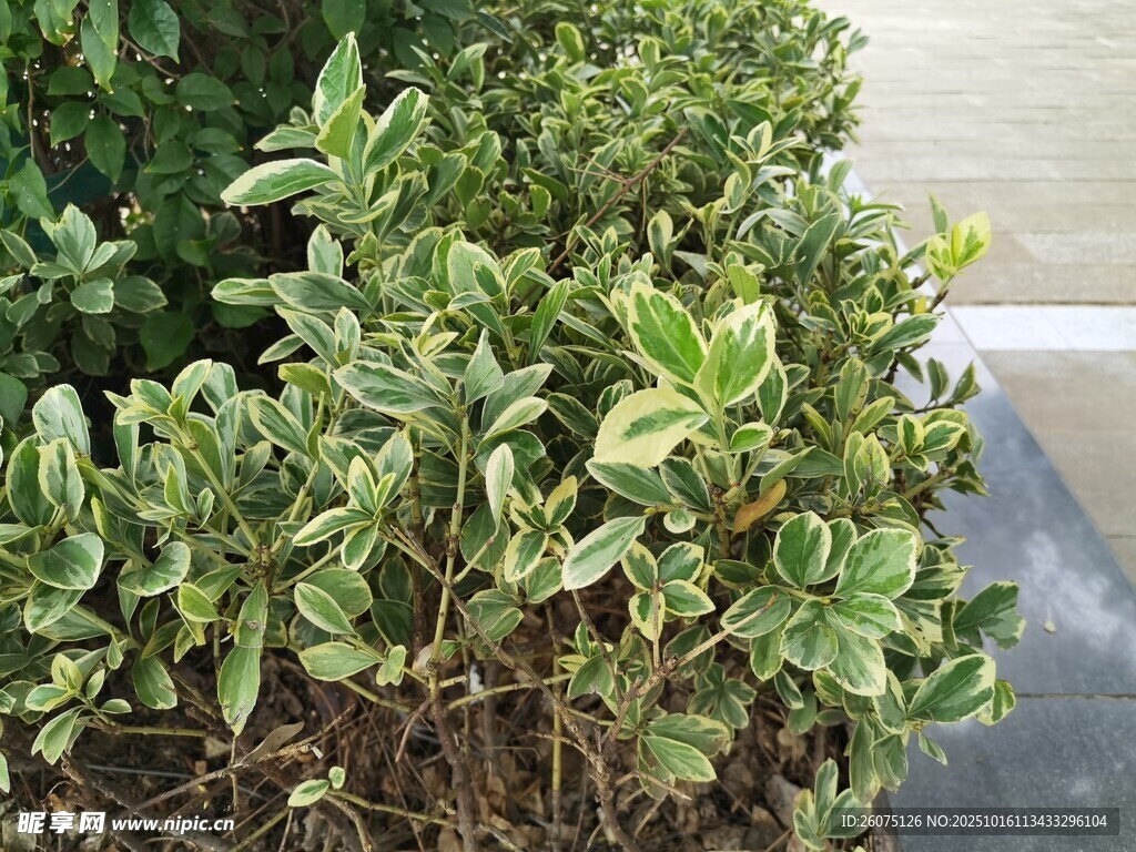 绿叶植物近景特写