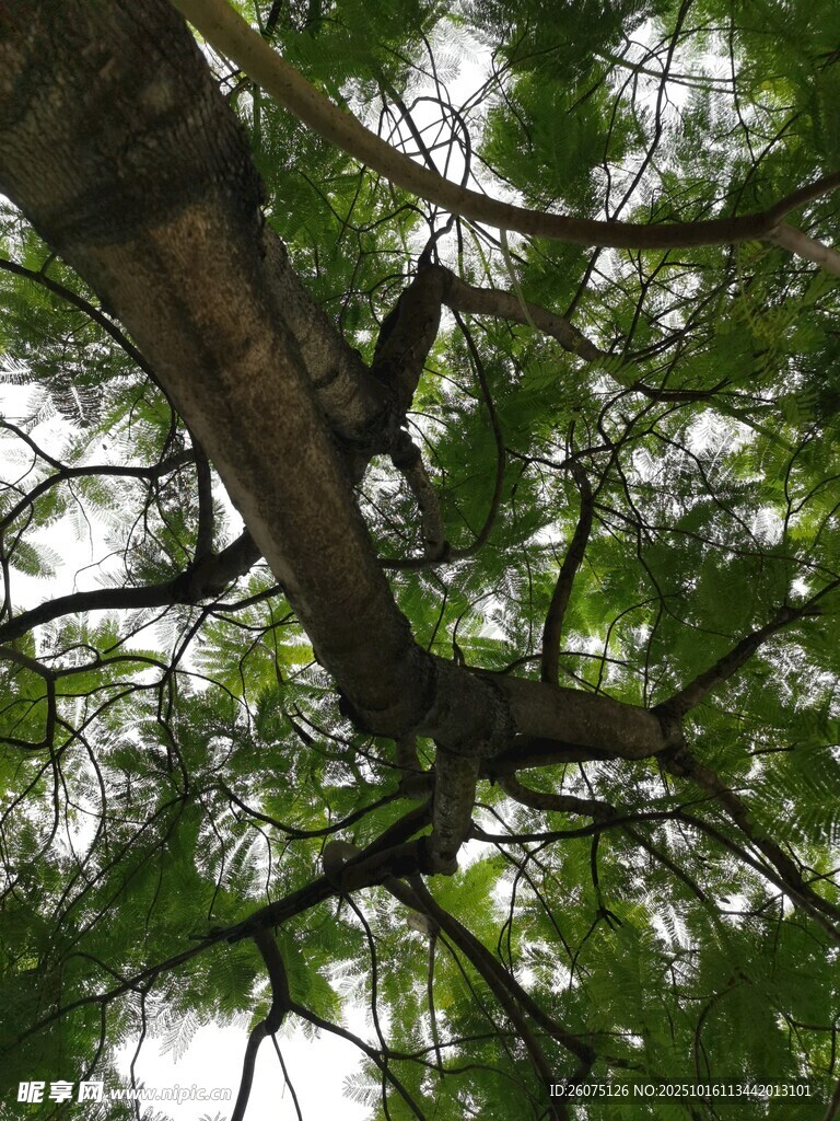 仰视繁茂树枝