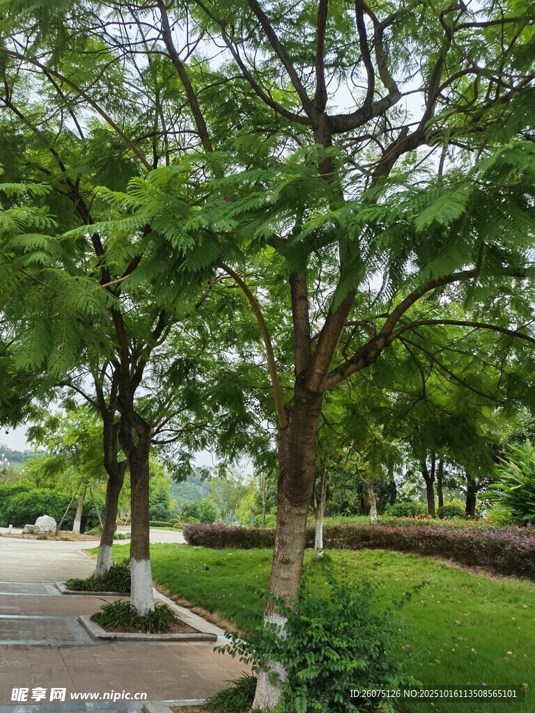 林荫小道旁的葱郁绿树