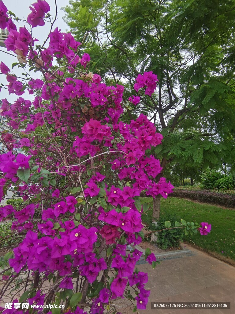 艳丽三角梅绽放于小径旁
