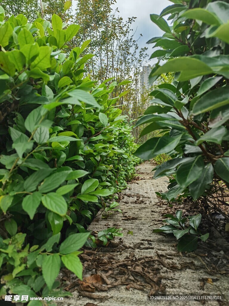 林间绿植小径