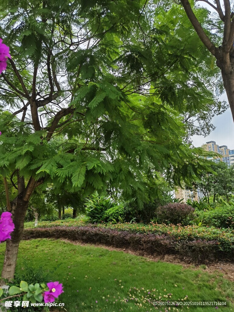 绿意盎然的花园景观