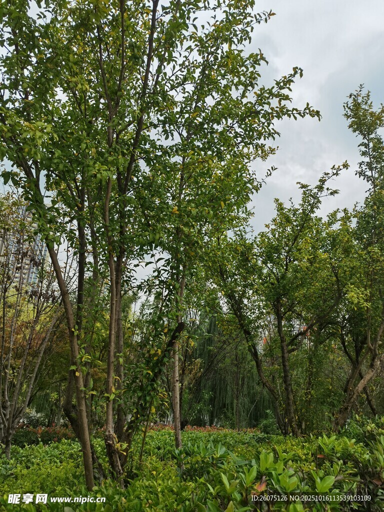 绿意盎然的树林景色