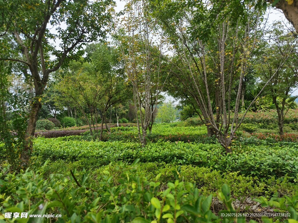 绿意盎然的繁茂树林景观