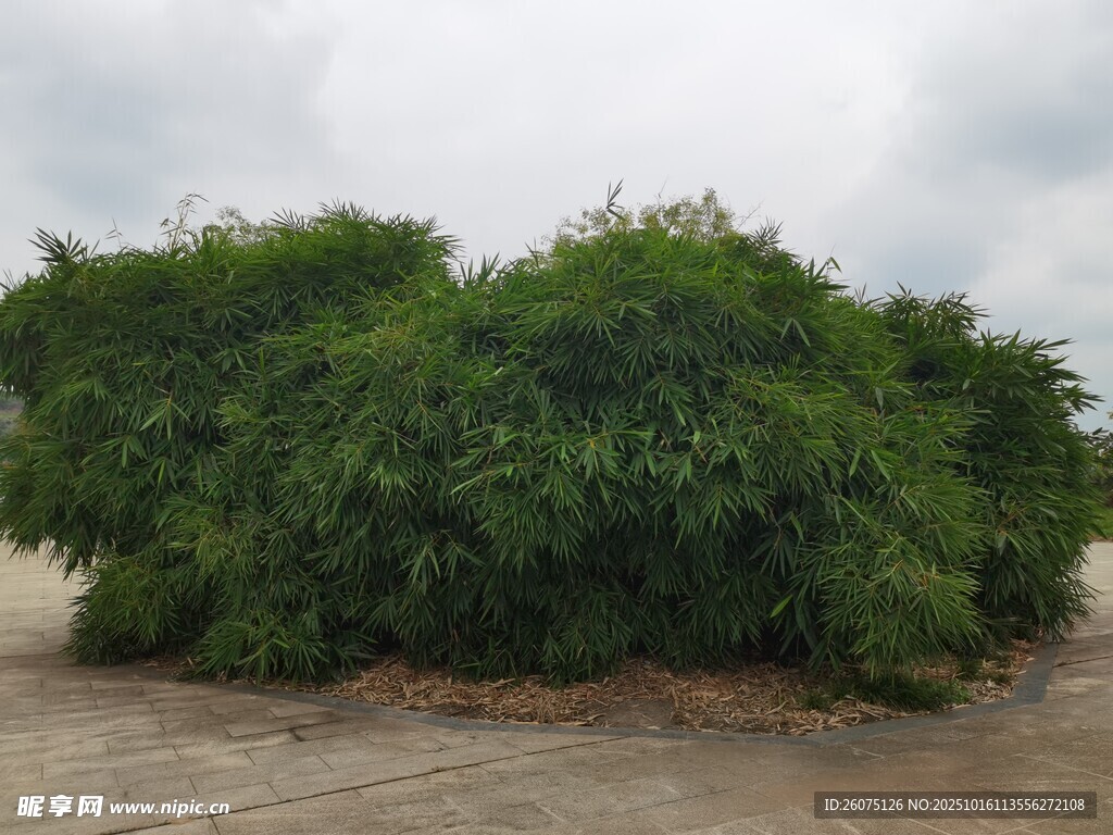 茂盛绿植绿意盎然的景致