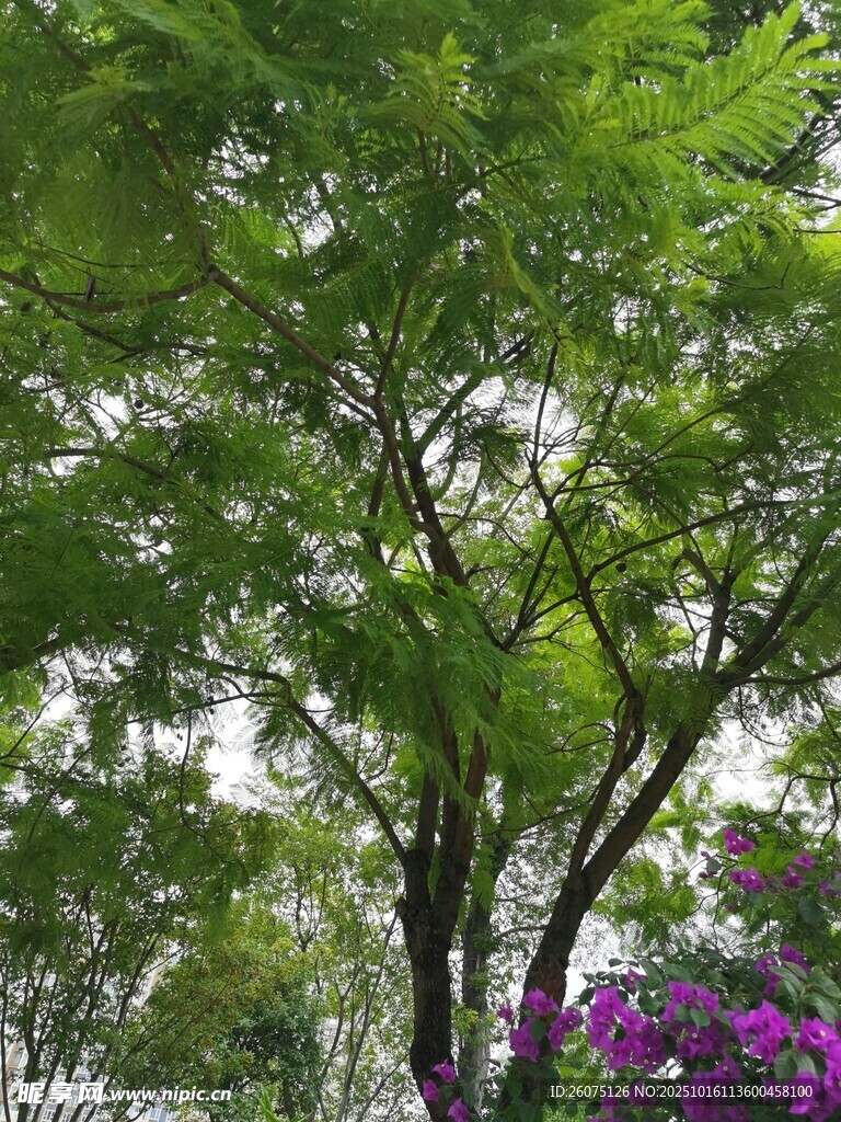 绿树繁花的自然景致