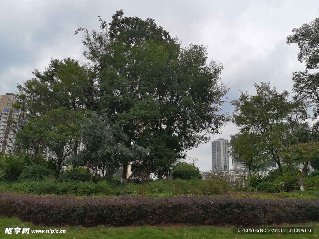 城市中的绿树与低矮植被