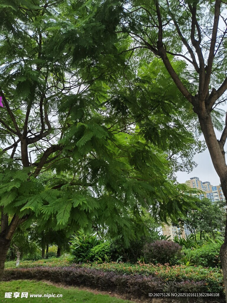绿意盎然的公园树林景观