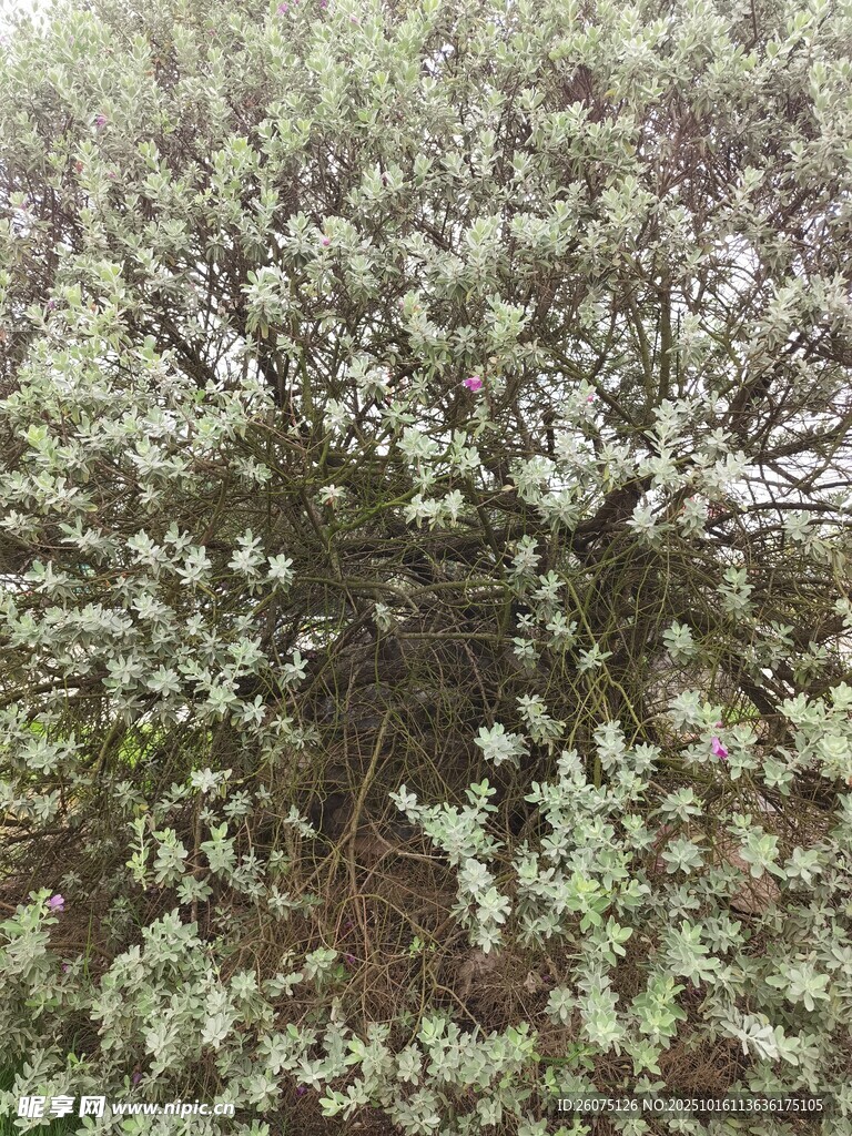 茂密白花植物近景