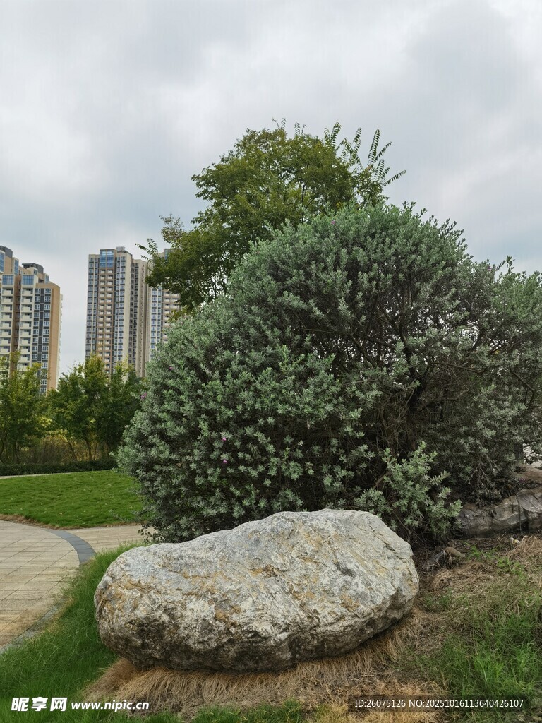 城市绿地中的巨石与灌木
