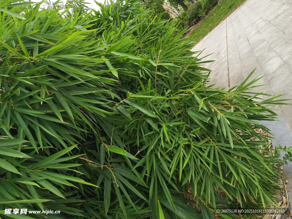 墙边翠绿竹子景观