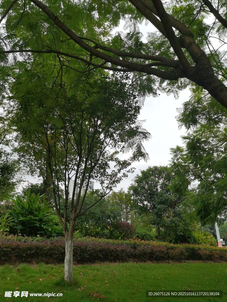 绿意盎然的公园树木景观