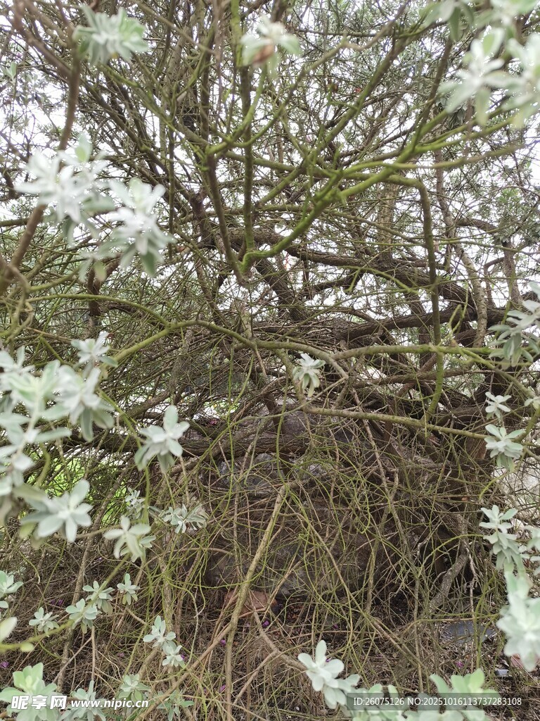 繁茂绿植自然生机景象