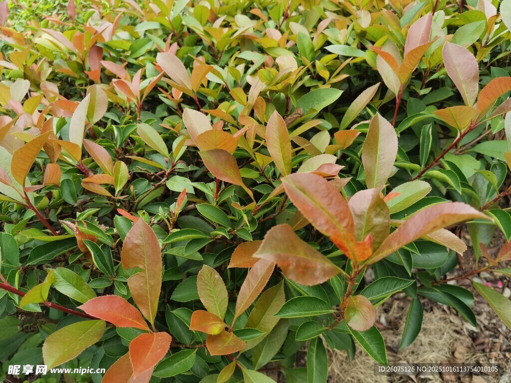 多彩叶片植物景观