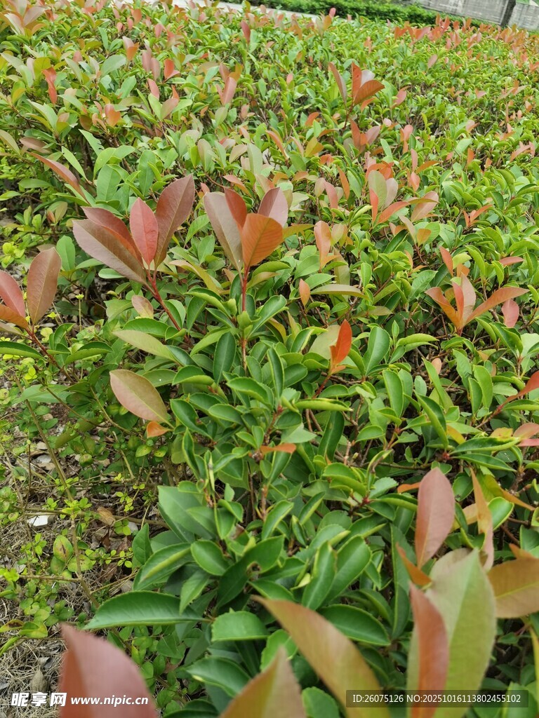 多彩绿植景观